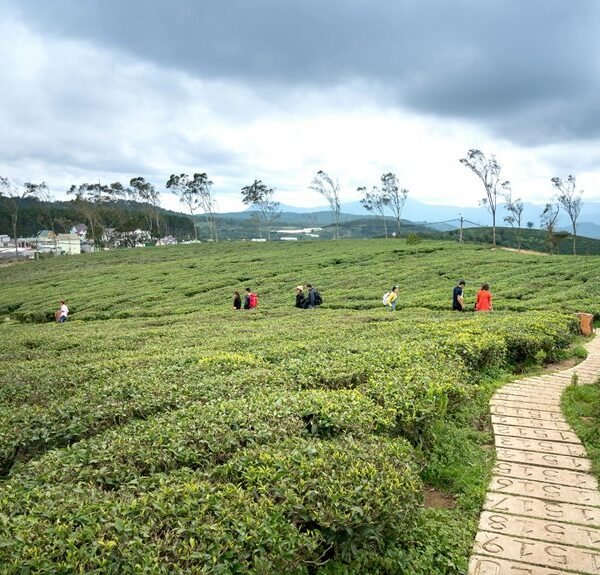 emerging opportunities exploration initiative